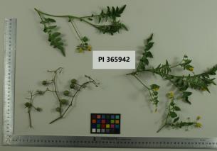 Click for 1 image(s) for this accession. Image